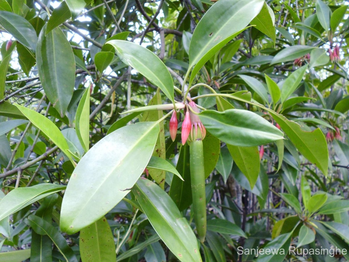 Bruguiera gymnorhiza (L.) Lam.